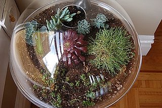 Do You Have a Terrarium? Do You Have a Terrarium?